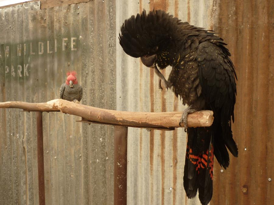 cockatoo red tailed black 006.JPG